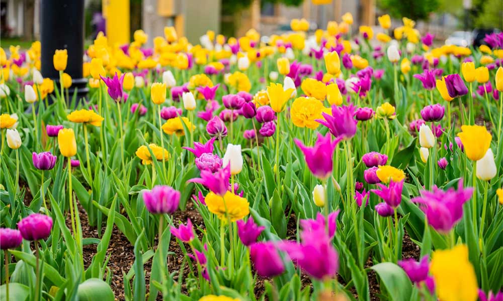 A bed of purple and yellow tulips