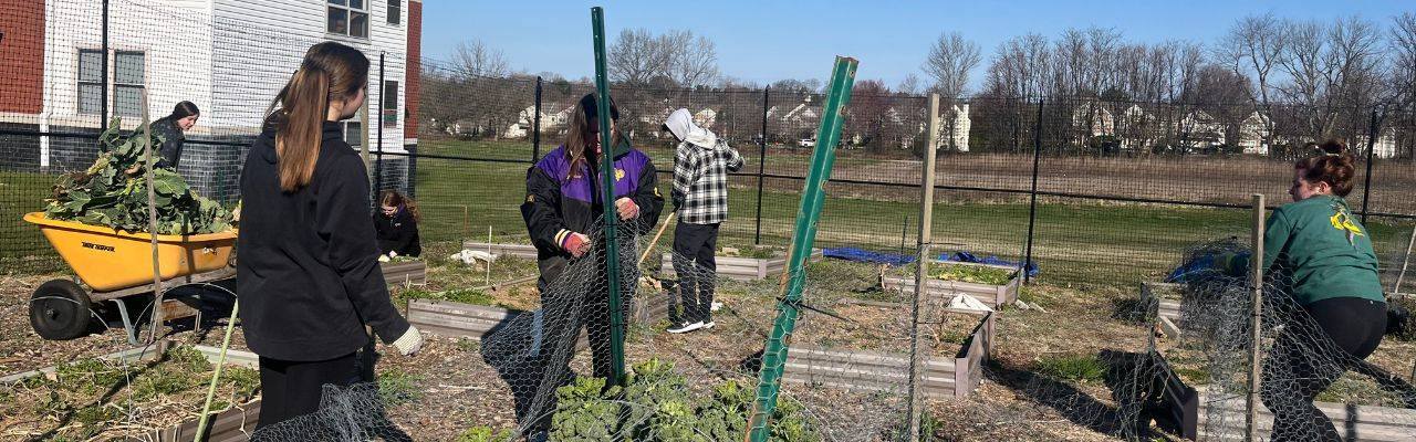Students work around several raised beds, adding and removing wire cages. A student in the background pushes a wheelbarrow full of harvested greens.