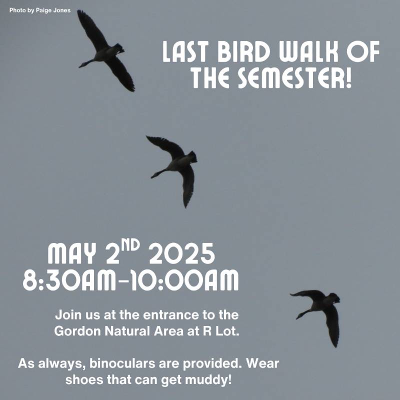 Flyer: Final Bird Walk of the Spring Semester