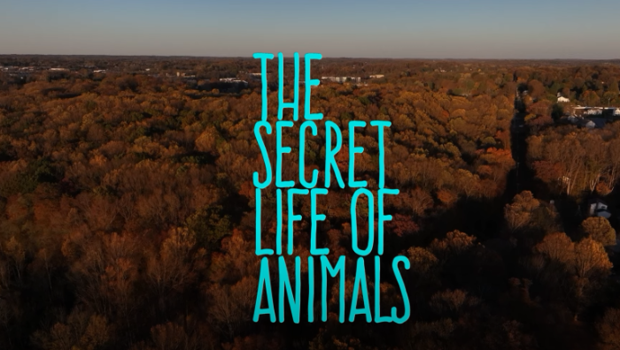 Secret Life of Animals