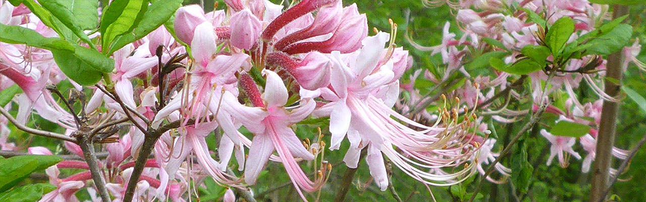 Pinkster-bush (Rhododendron periclymenoides)