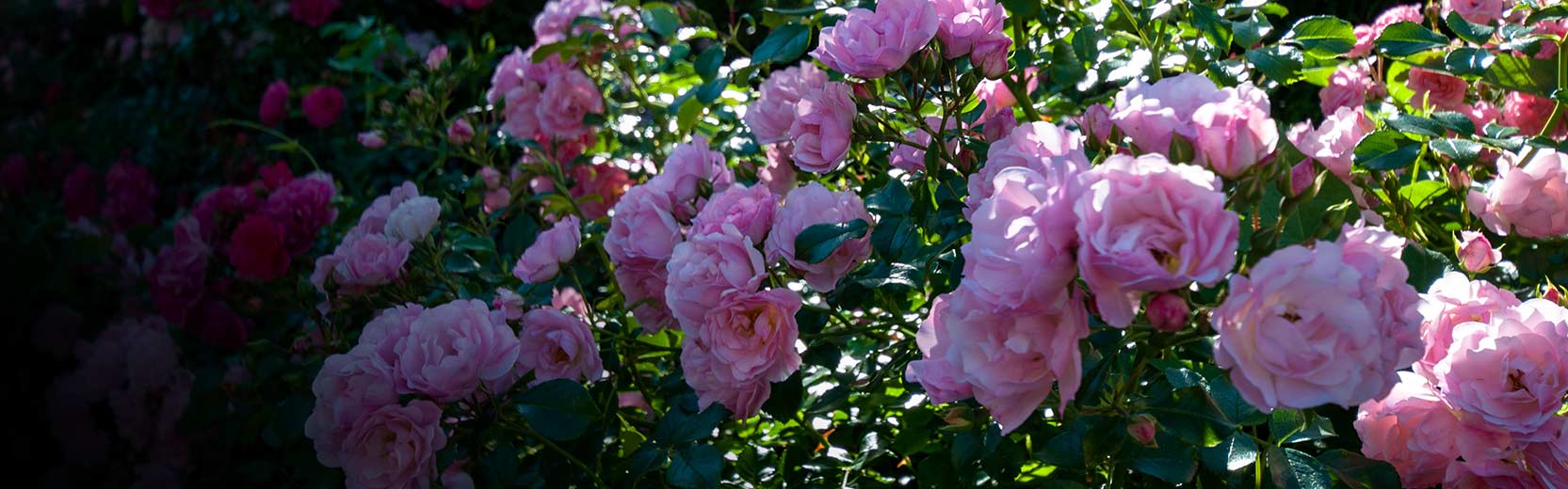 Pink flowers on a bush in a garden