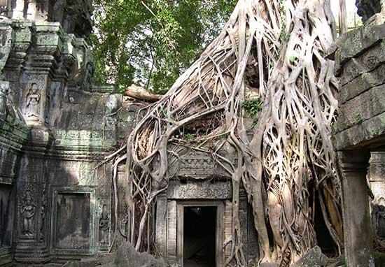 Old building covered in roots