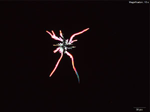 Reagent 5