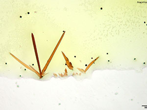 reagent 1 thumbnail