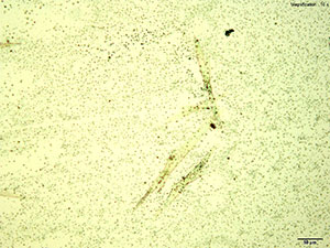 reagent 3 thumbnail