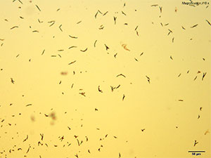 reagent 5 thumbnail