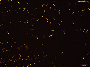 reagent 7 thumbnail