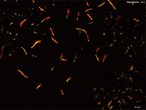 reagent 8 thumbnail