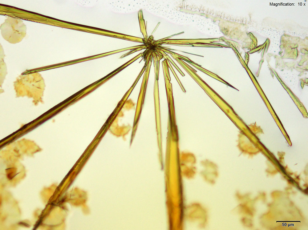 reagent 12