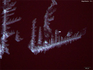 reagent thumbnail 5
