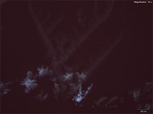 reagent thumbnail 6