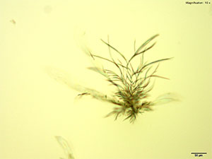 reagent thumbnail 3