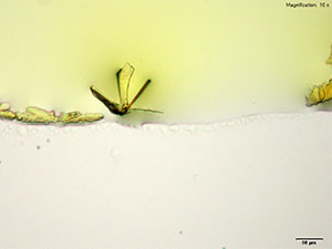 reagent thumbnail 2