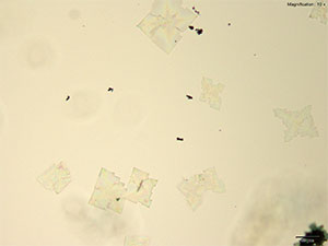 reagent thumbnail 1