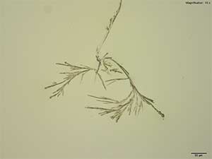 reagent thumbnail 1