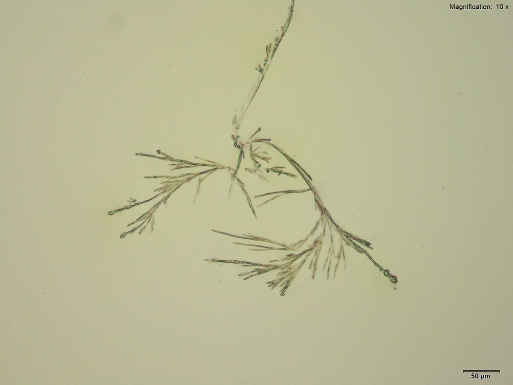 reagent 1