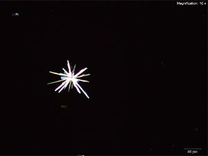 reagent thumbnail 4