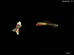 reagent thumbnail 4