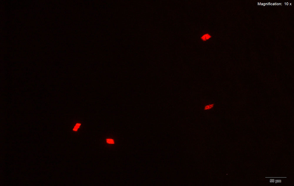 reagent 10