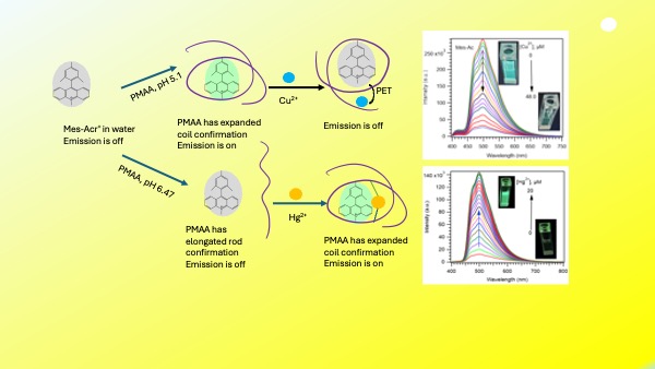 Selective fluorescence sensors for Cu2+ and Hg2+ ions using acridinium-polymer complex