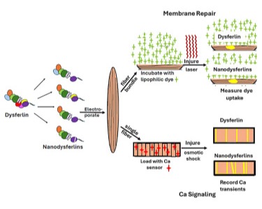 Gene therapy